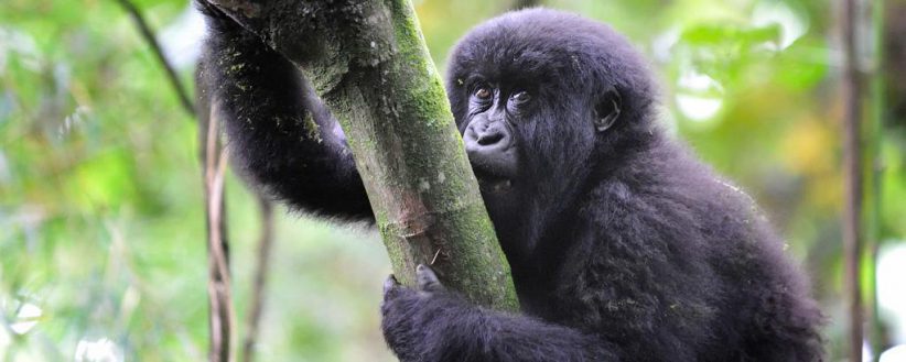 Adventurer Rwandas Gorilla Tracking