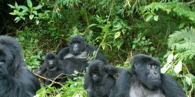 Adventurer Uganda Rwanda Gorilla Trek