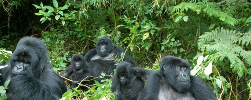 Adventurer Uganda Rwanda Gorilla Trek