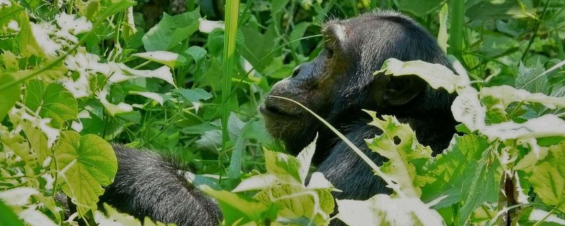 Secret Gorillas Chimps Serengeti Crater