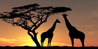 Africa Wildlife Giraffes Trees Sky Photo 950x534