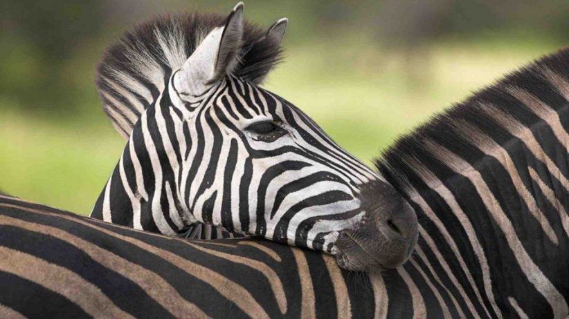 Africa Zebra 950x534