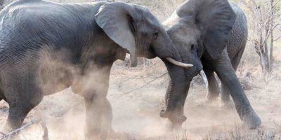 Battle For Supremecy Elephants 950x534